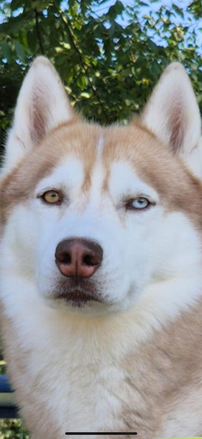 RAYKO des rèves polaires