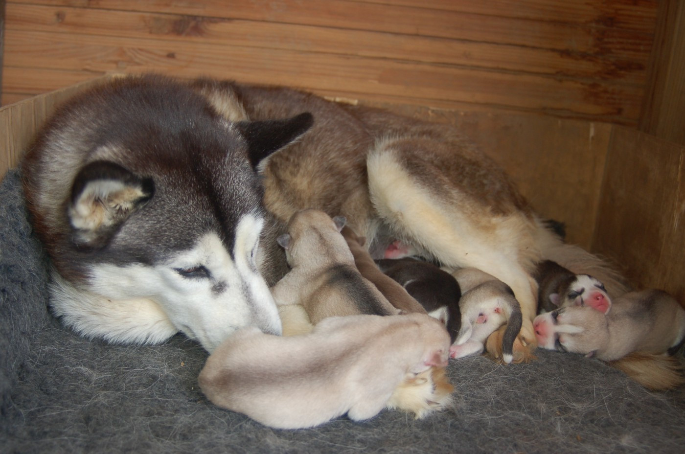 Du domaine pacifique - Naissance de 7 magnifiques chiots lof REY NORTE X TWILIGHT