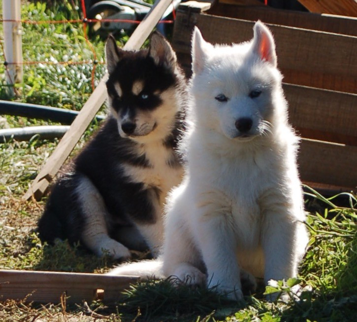Du domaine pacifique - ASTON DERNIER PETIT COEUR DE LA PORTEE DE REY NORTE X VAHINE