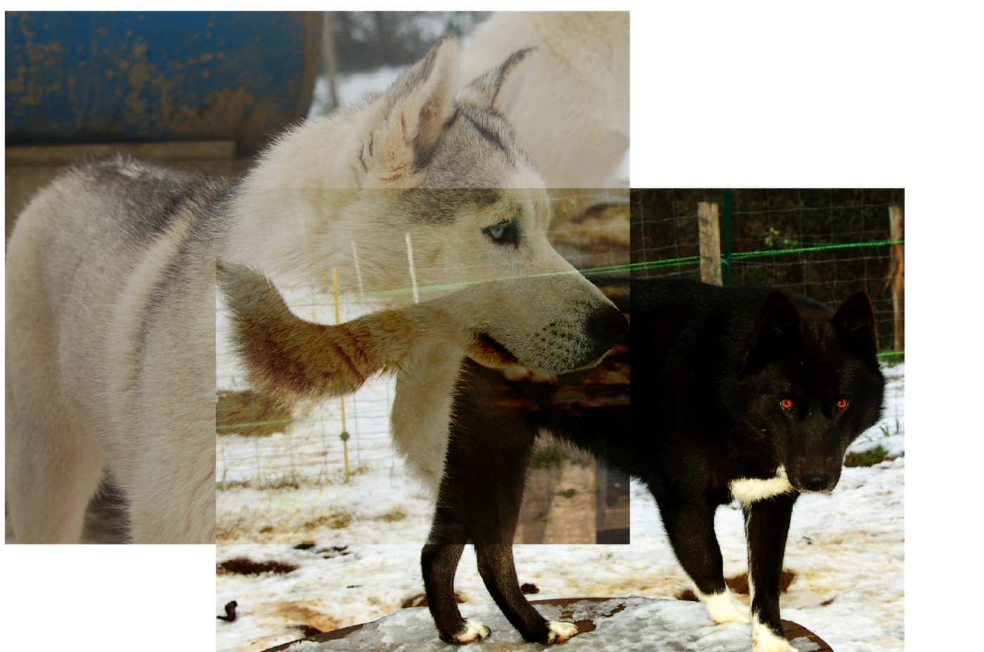 CONFIRMATION DE VESPER ET VAIMA