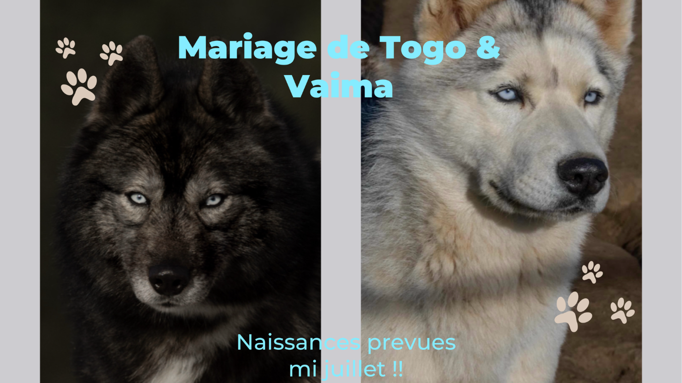 Vaima du Domaine Pacifique X Togo of Moonlight 's Rapsody