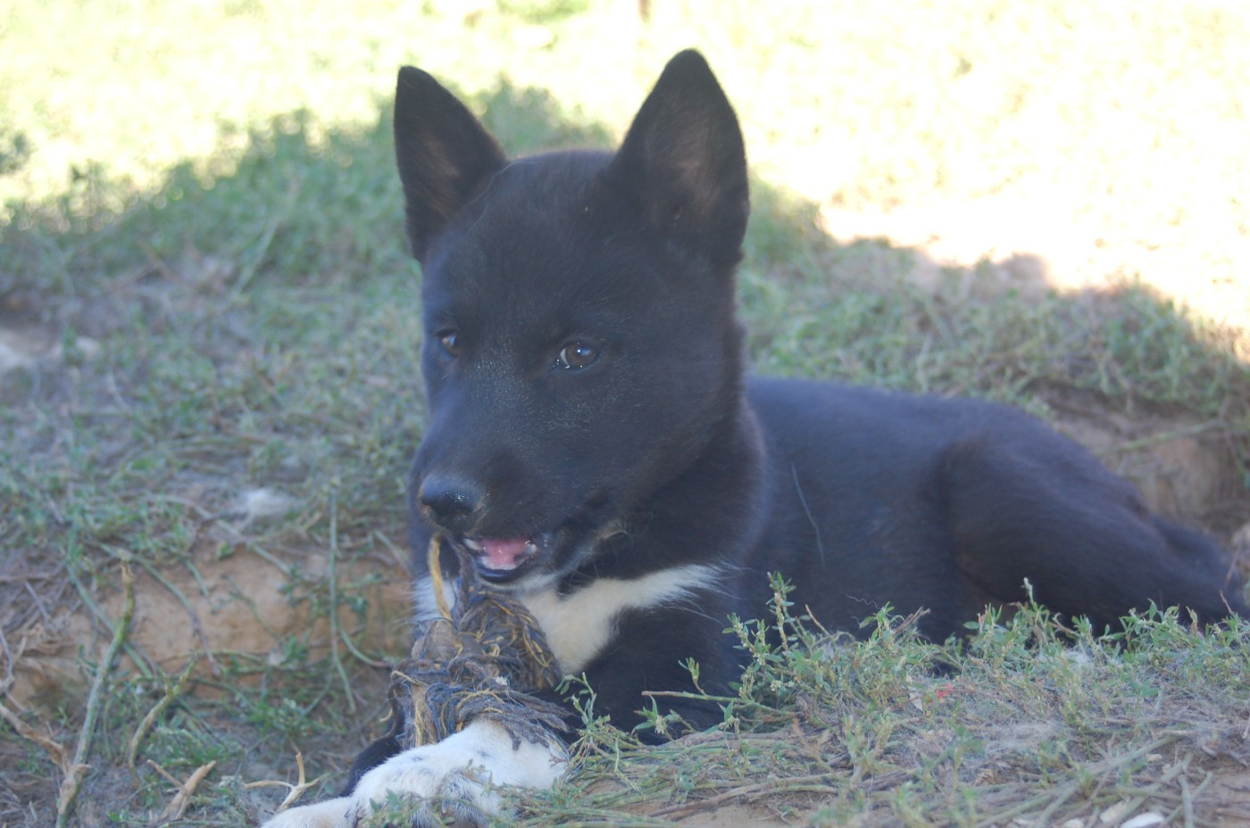 Magnifiques chiots disponibles LOF