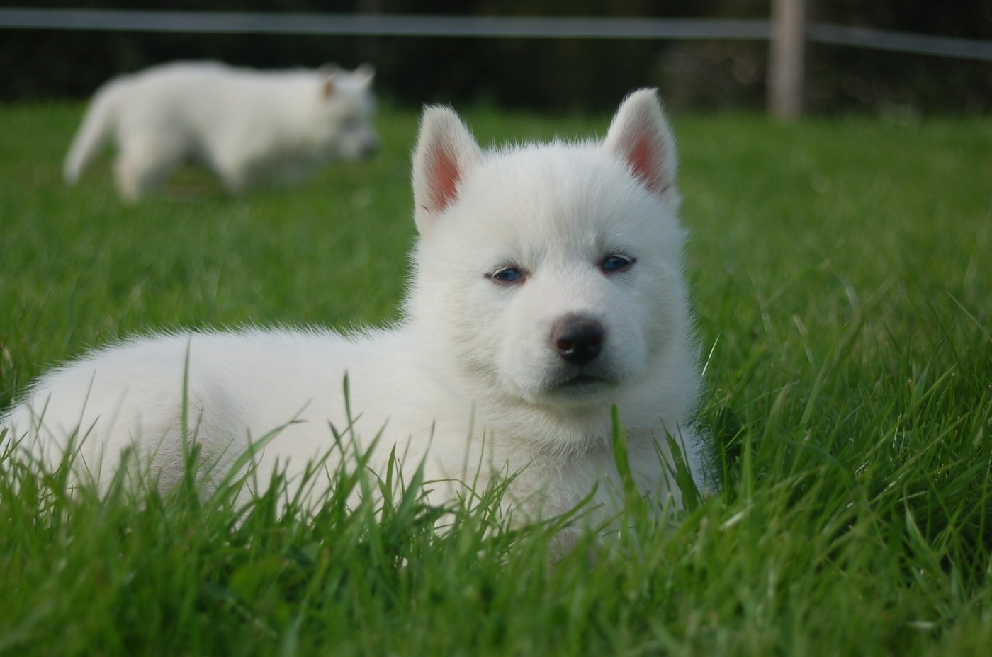 Du domaine pacifique - Chiots disponibles - Siberian Husky