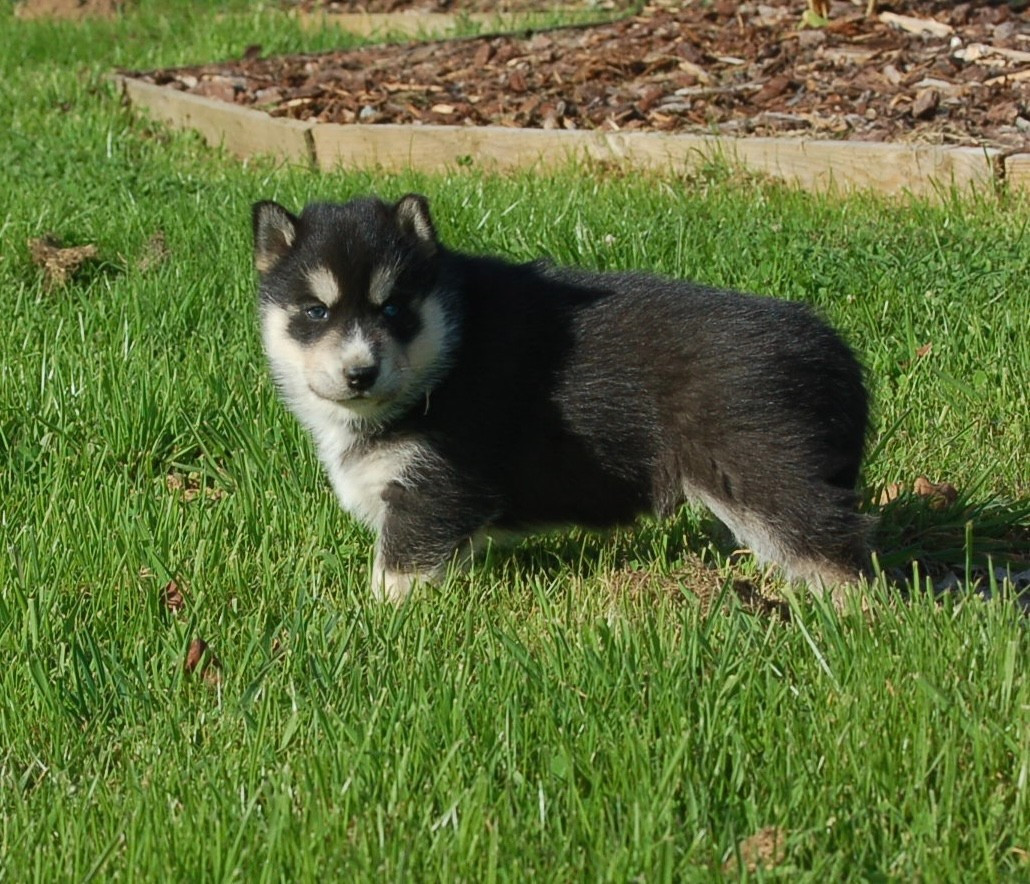 Du domaine pacifique - Siberian Husky - Portée née le 06/09/2025