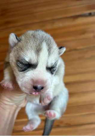Du domaine pacifique - Chiots disponibles - Siberian Husky