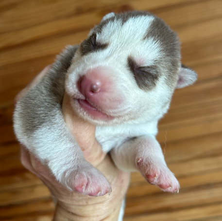 Du domaine pacifique - Chiots disponibles - Siberian Husky