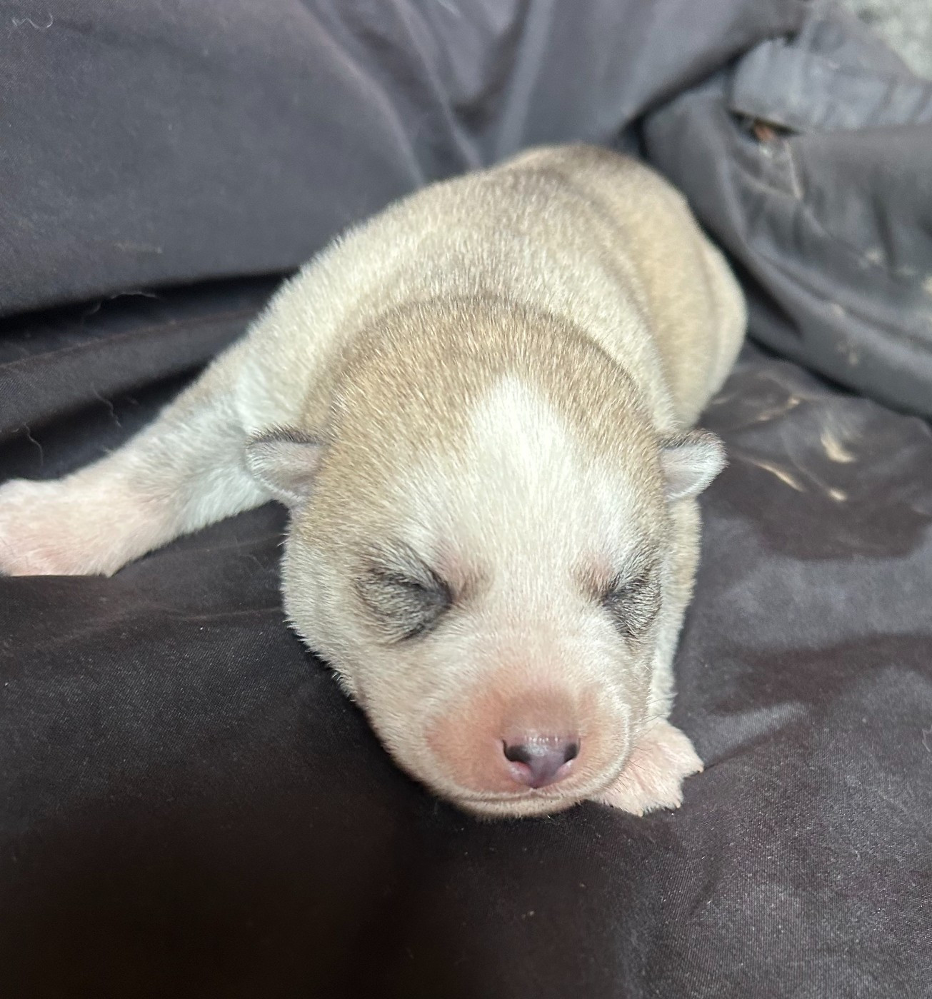 Du domaine pacifique - Chiots disponibles - Siberian Husky