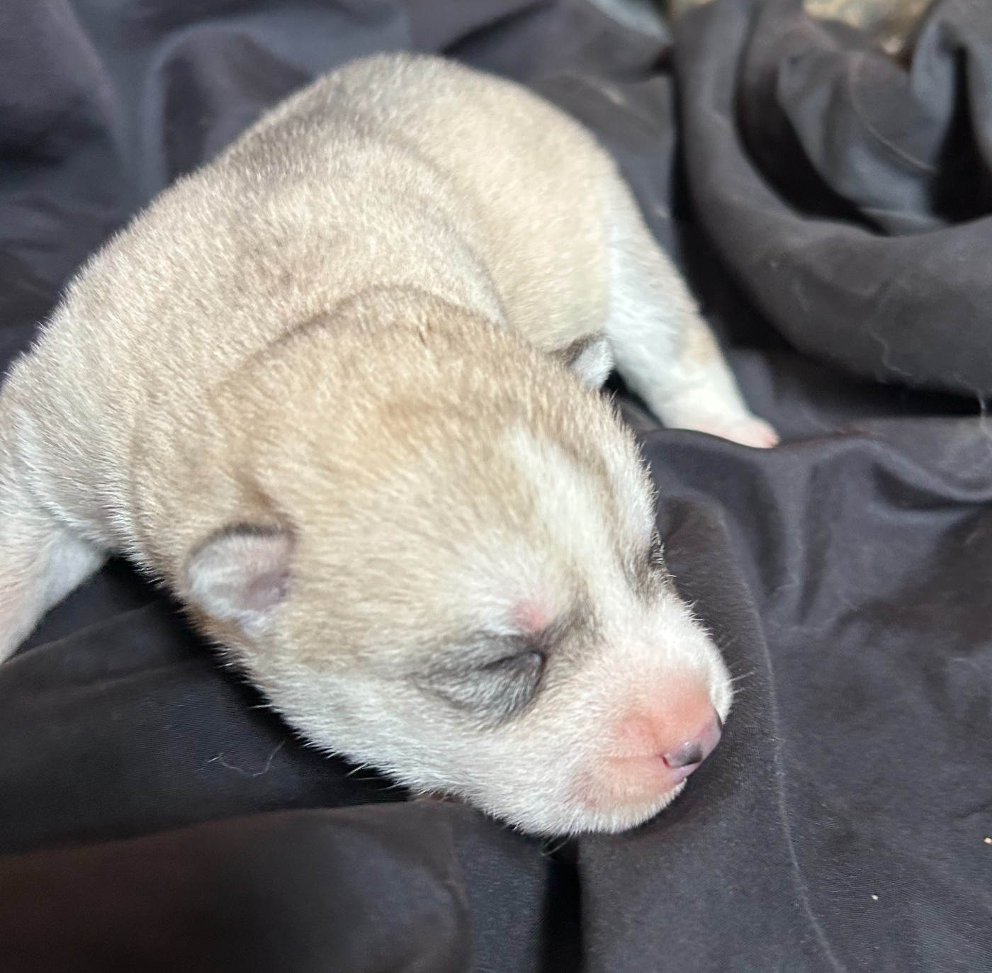 Du domaine pacifique - Chiots disponibles - Siberian Husky