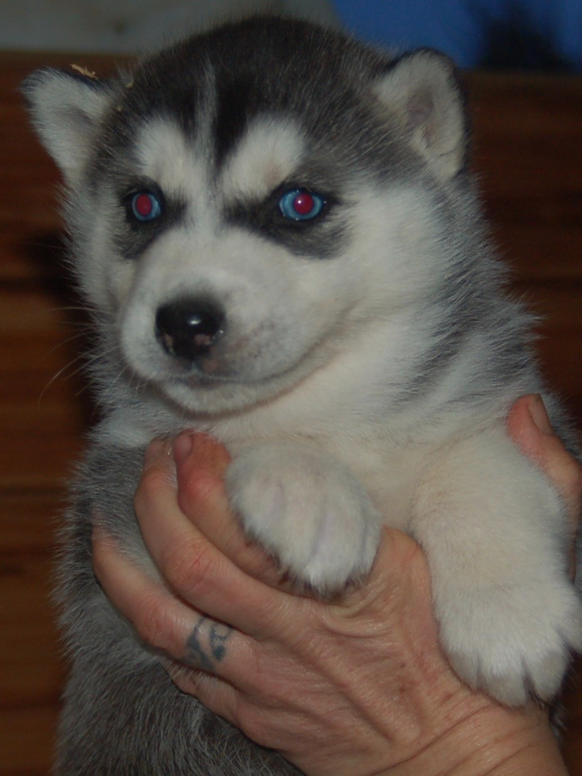 Du domaine pacifique - Chiots disponibles - Siberian Husky