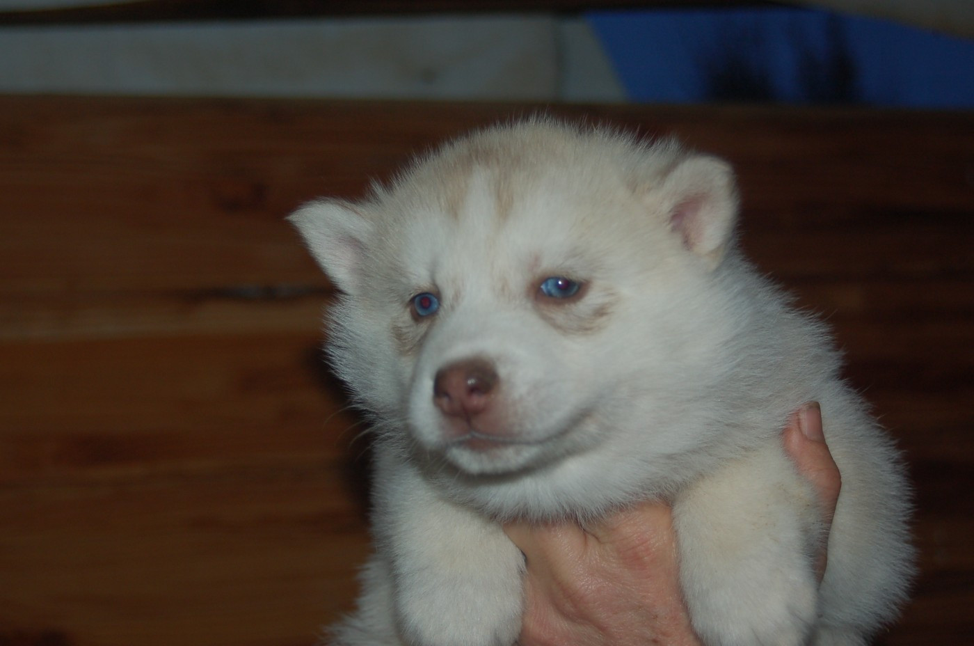 Du domaine pacifique - Chiots disponibles - Siberian Husky