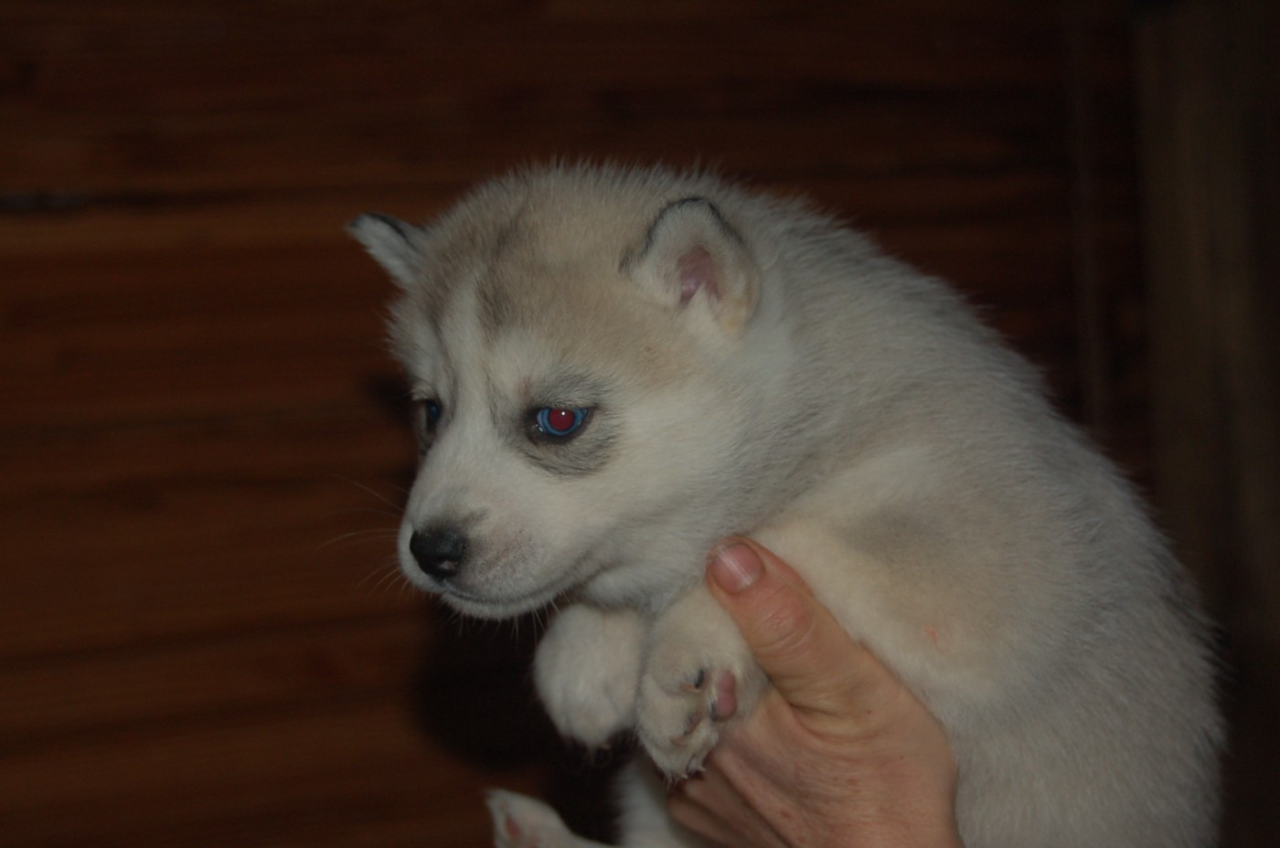 Du domaine pacifique - Chiots disponibles - Siberian Husky