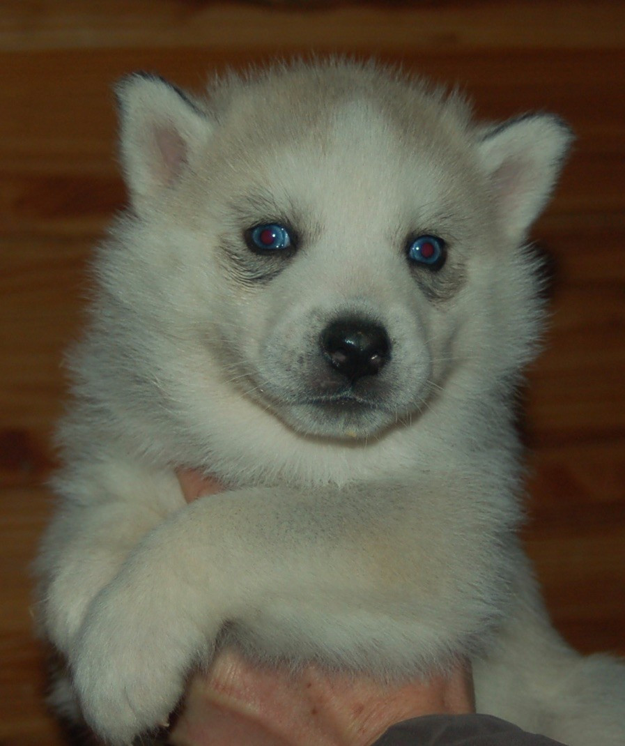 Du domaine pacifique - Chiots disponibles - Siberian Husky