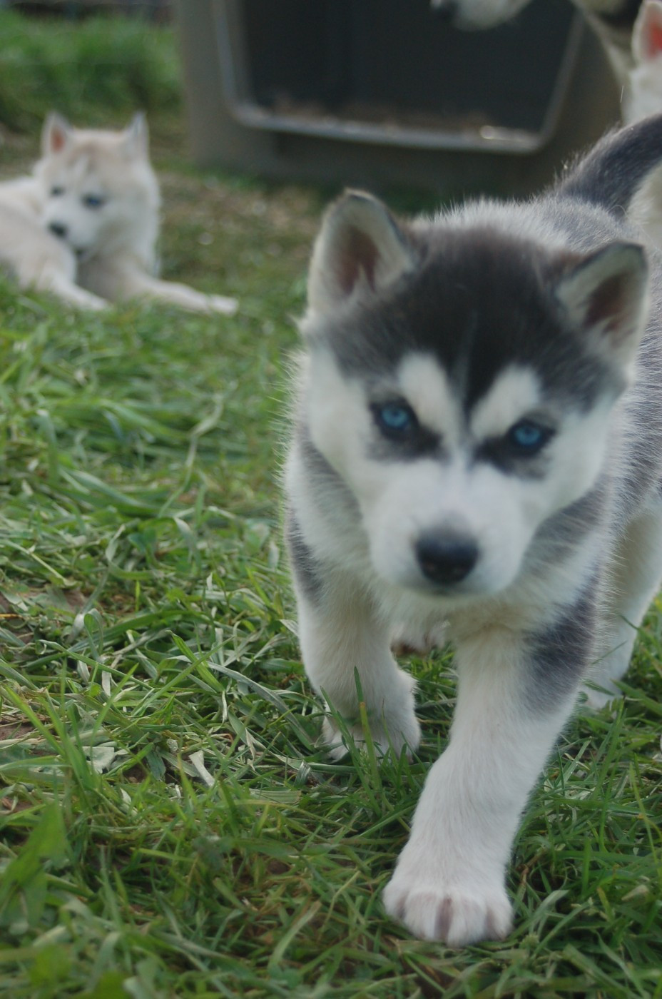 Du domaine pacifique - Chiots disponibles - Siberian Husky