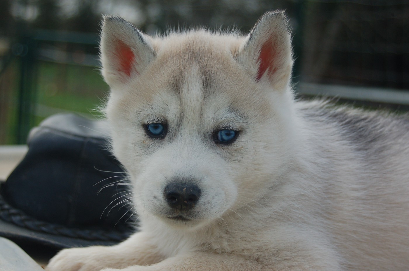 Du domaine pacifique - Chiots disponibles - Siberian Husky