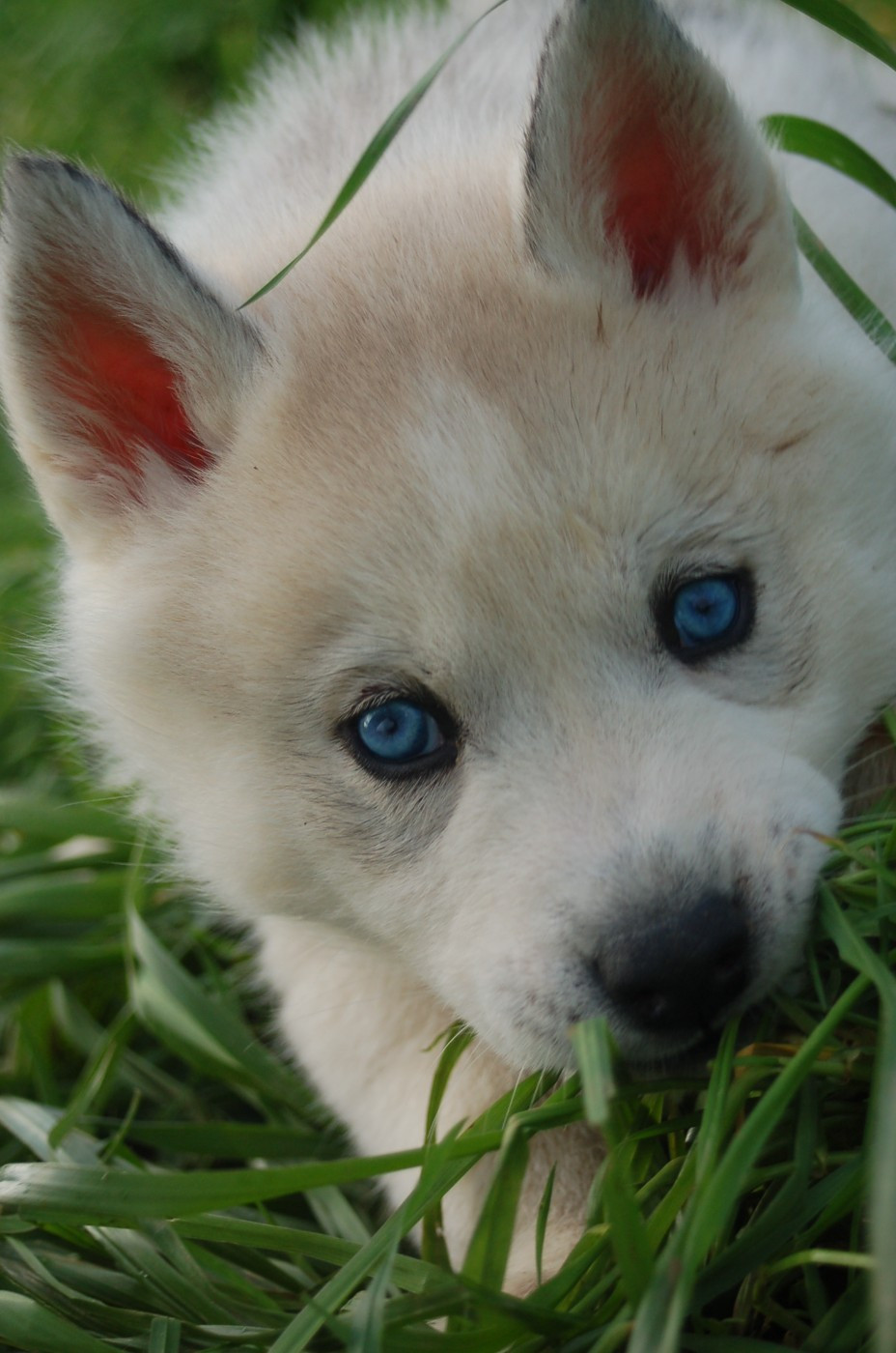 Du domaine pacifique - Chiots disponibles - Siberian Husky