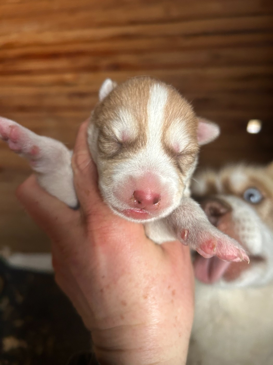 Du domaine pacifique - Chiots disponibles - Siberian Husky