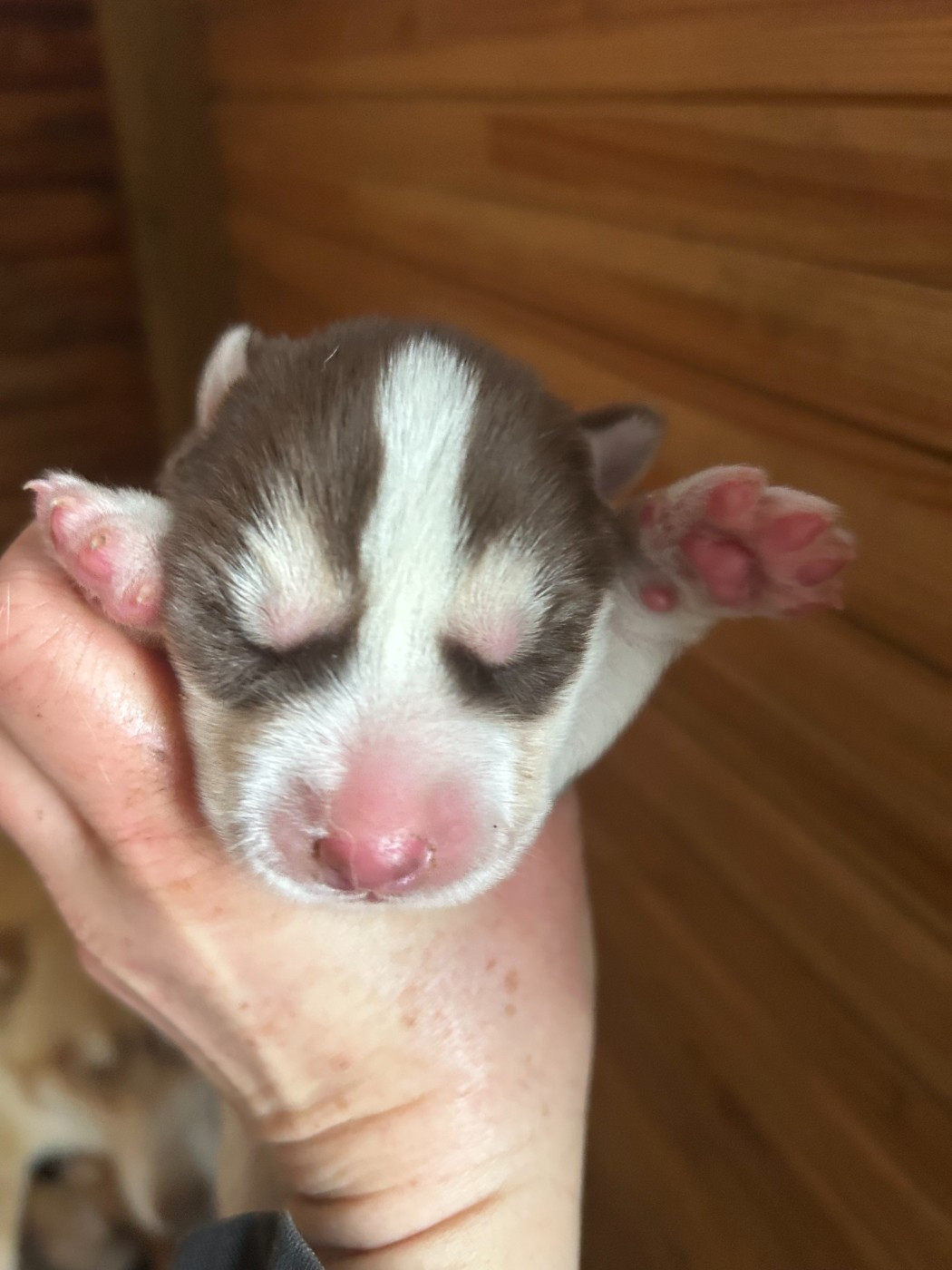 Du domaine pacifique - Chiots disponibles - Siberian Husky