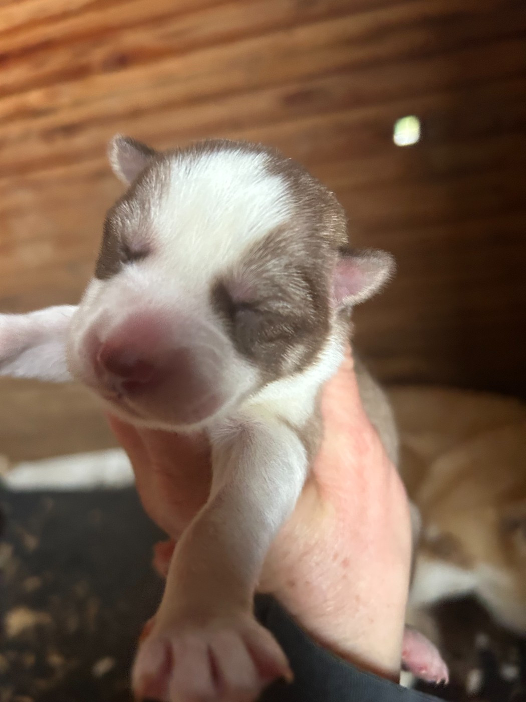 Du domaine pacifique - Chiots disponibles - Siberian Husky