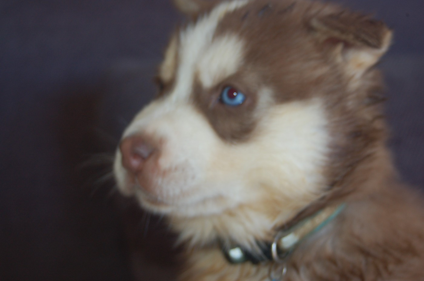 Du domaine pacifique - Chiots disponibles - Siberian Husky