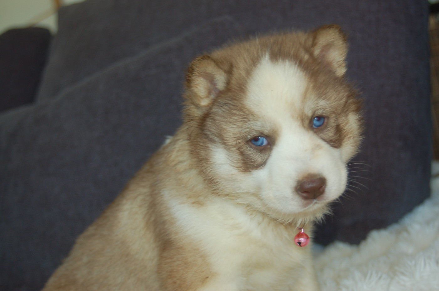 Du domaine pacifique - Chiots disponibles - Siberian Husky