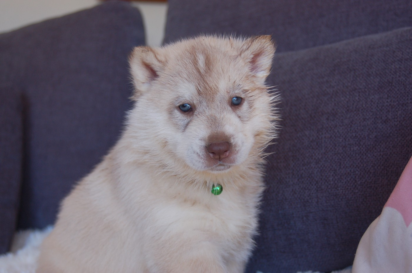 Du domaine pacifique - Chiots disponibles - Siberian Husky