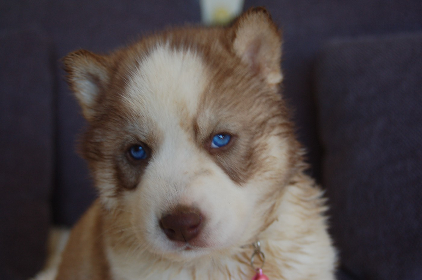 Du domaine pacifique - Siberian Husky - Portée née le 10/02/2026