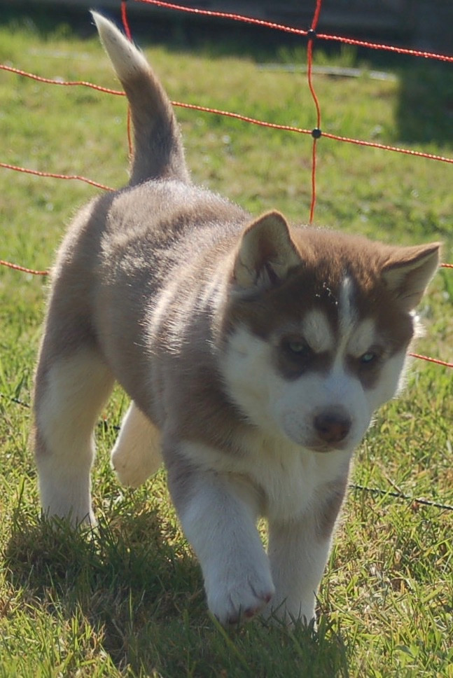Du domaine pacifique - Chiots disponibles - Siberian Husky