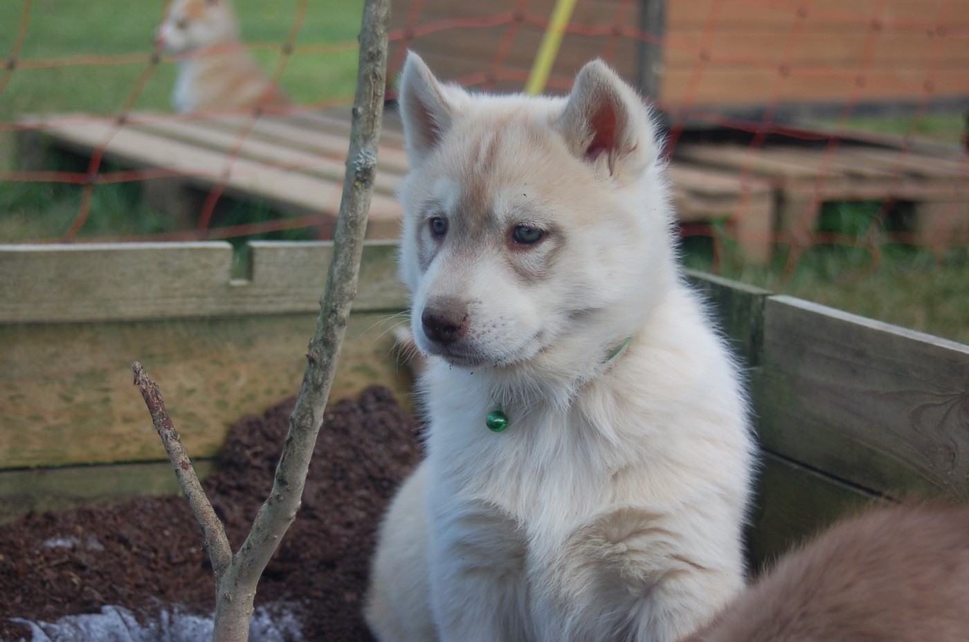 Du domaine pacifique - Chiots disponibles - Siberian Husky