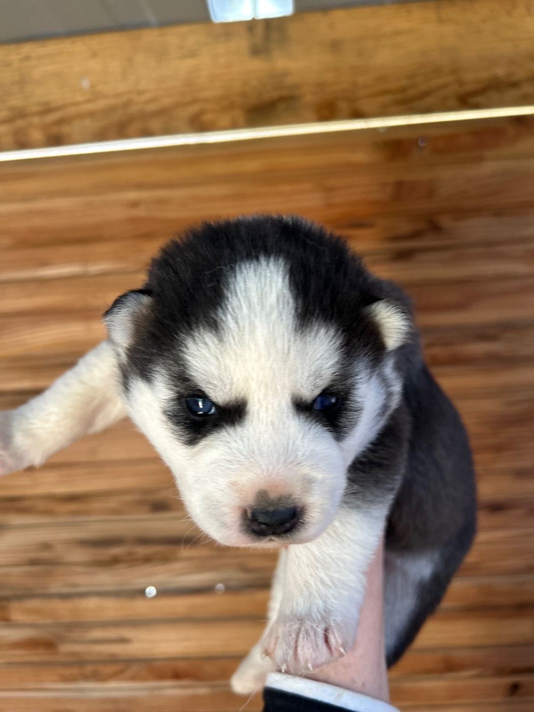 Du domaine pacifique - Chiots disponibles - Siberian Husky