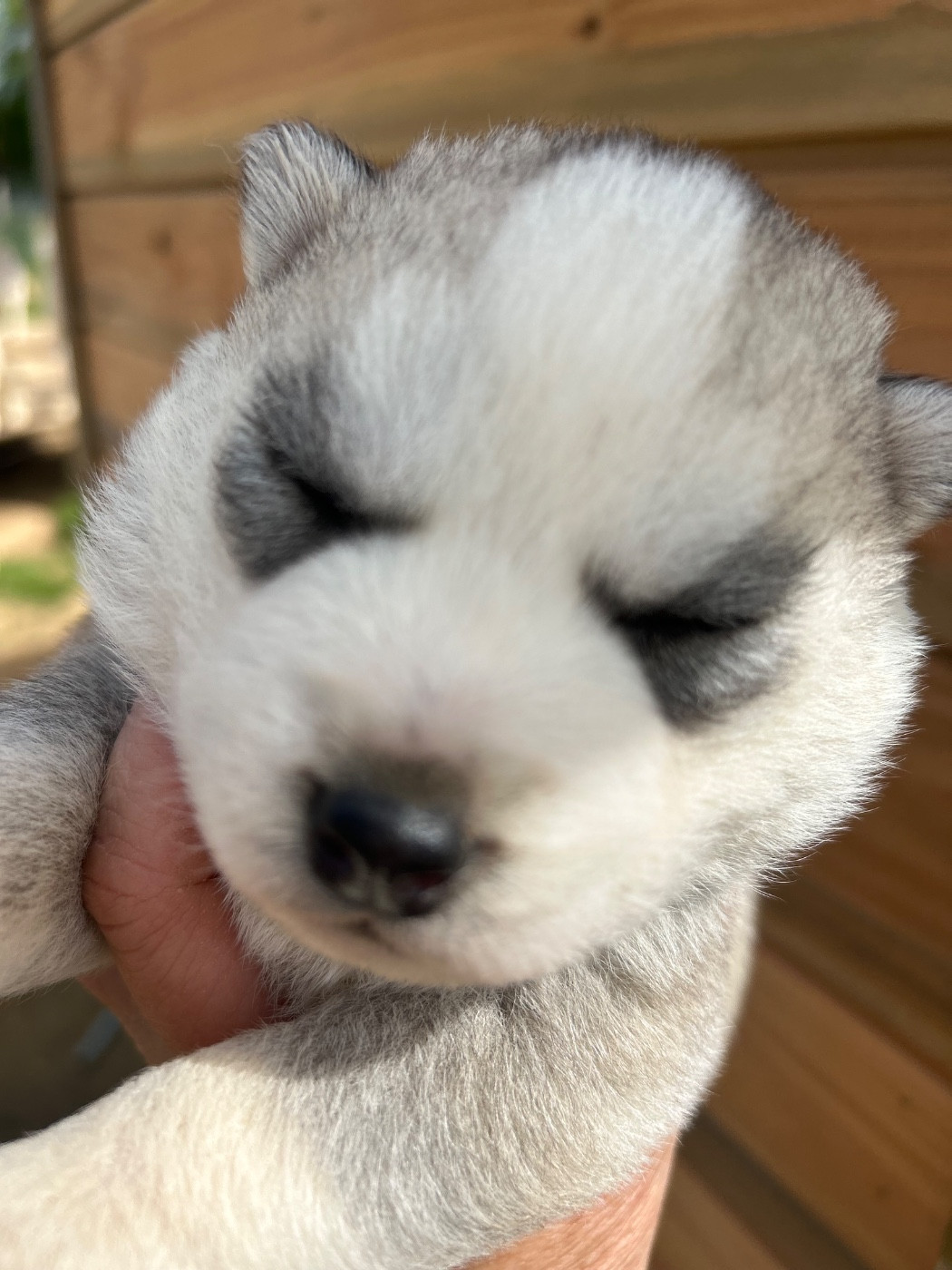 Du domaine pacifique - Chiots disponibles - Siberian Husky