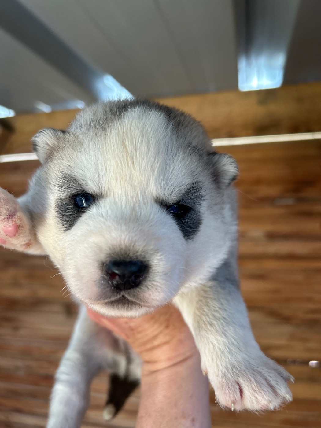 Du domaine pacifique - Chiots disponibles - Siberian Husky