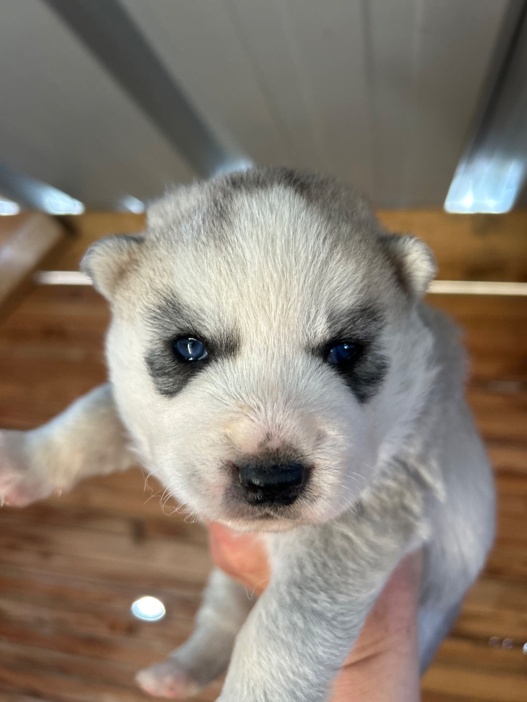 Du domaine pacifique - Chiots disponibles - Siberian Husky