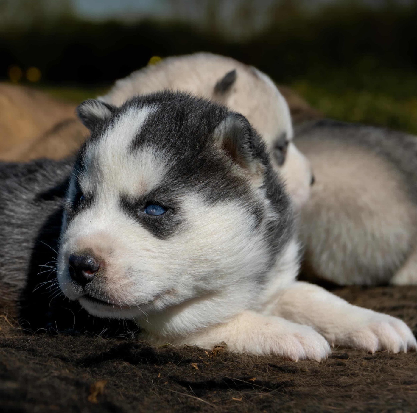 Du domaine pacifique - Chiots disponibles - Siberian Husky