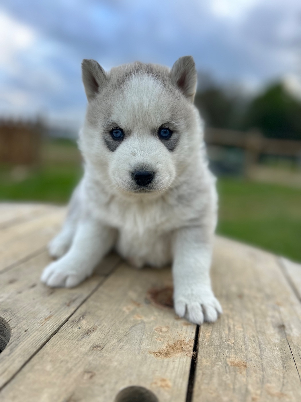 Du domaine pacifique - Chiots disponibles - Siberian Husky