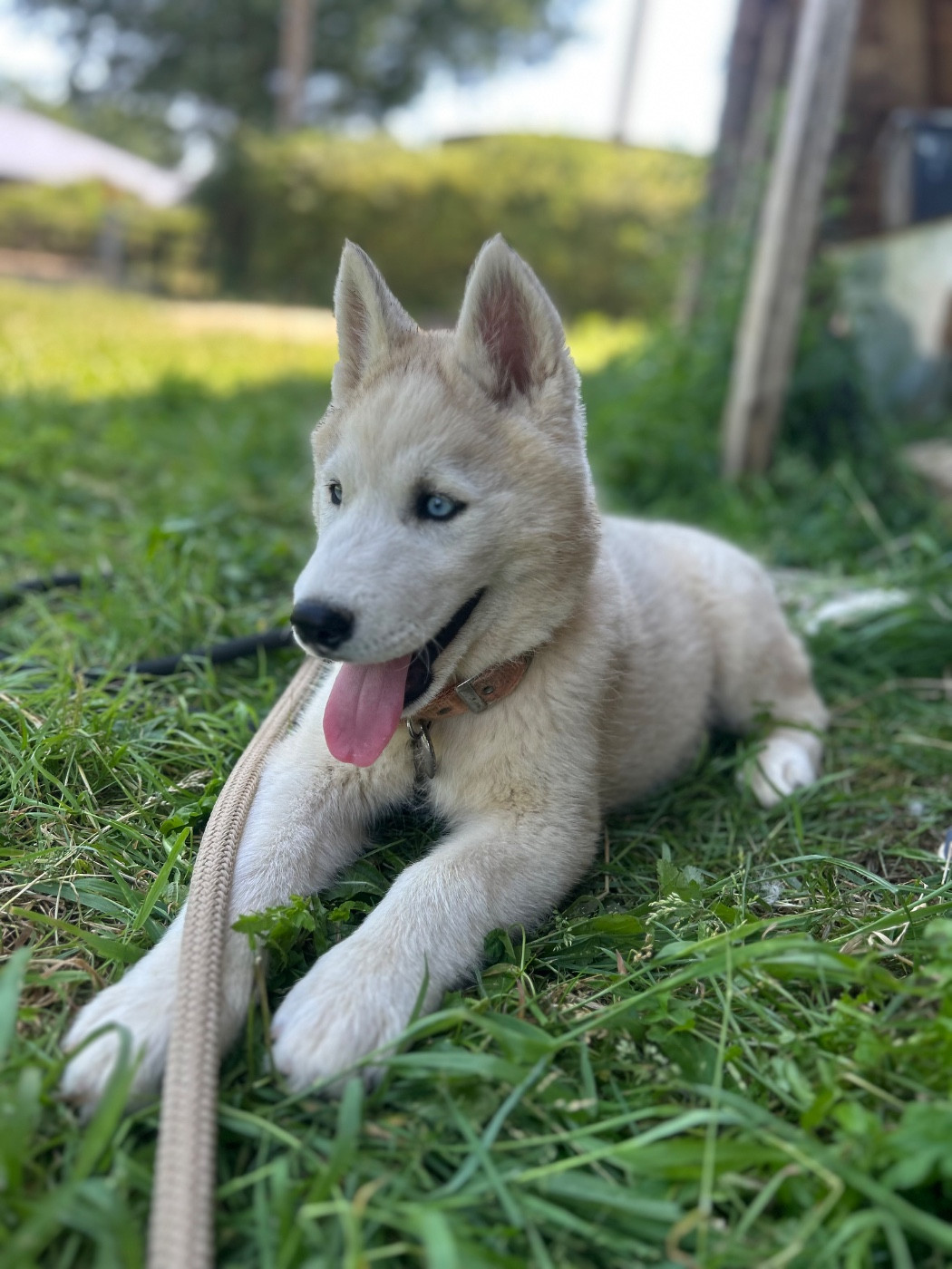 Du domaine pacifique - Chiots disponibles - Siberian Husky