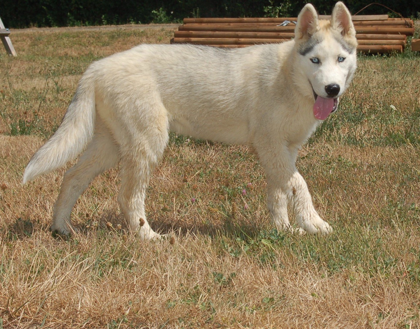 Chiot Siberian Husky Du domaine pacifique