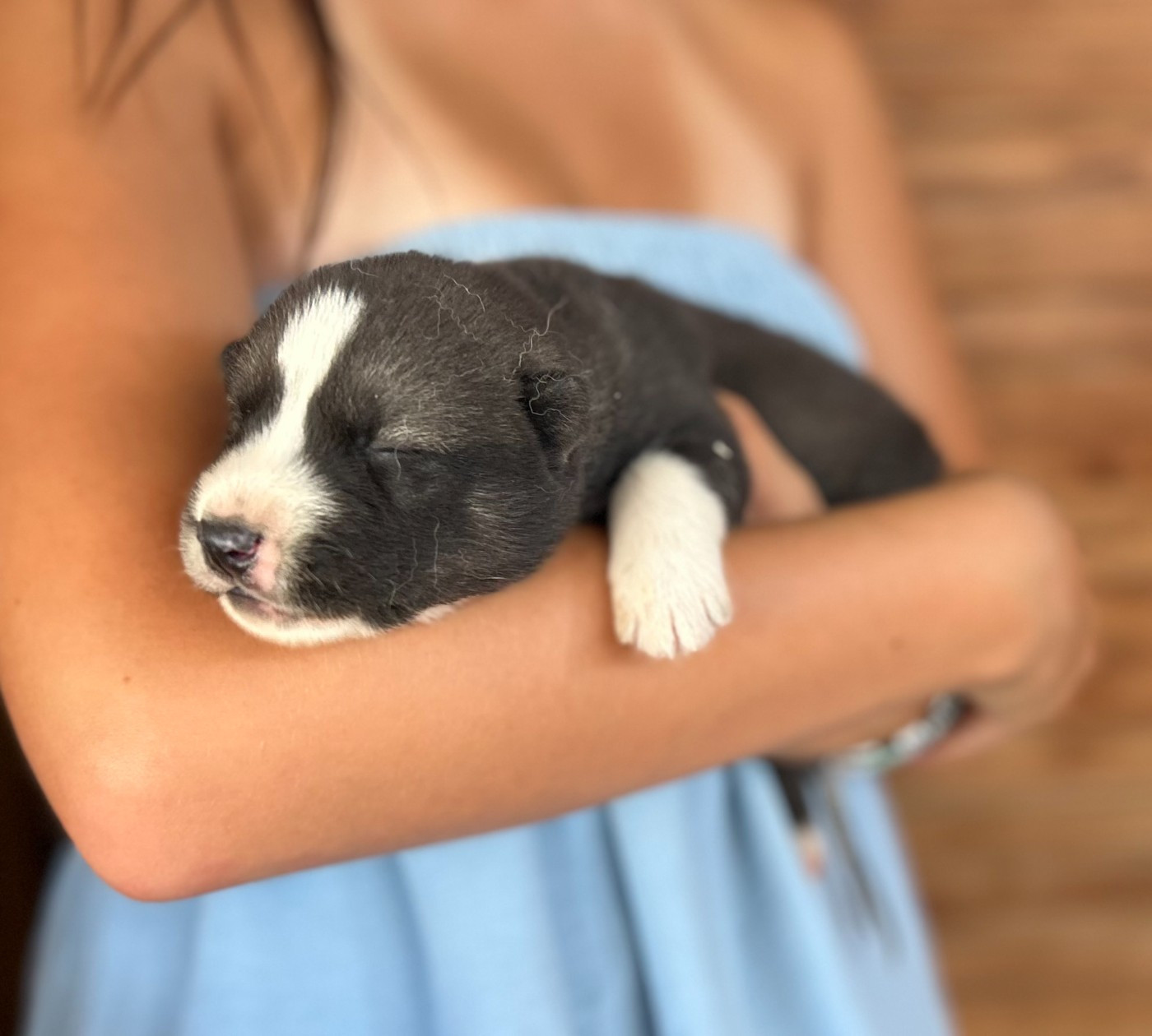 Du domaine pacifique - Chiots disponibles - Siberian Husky