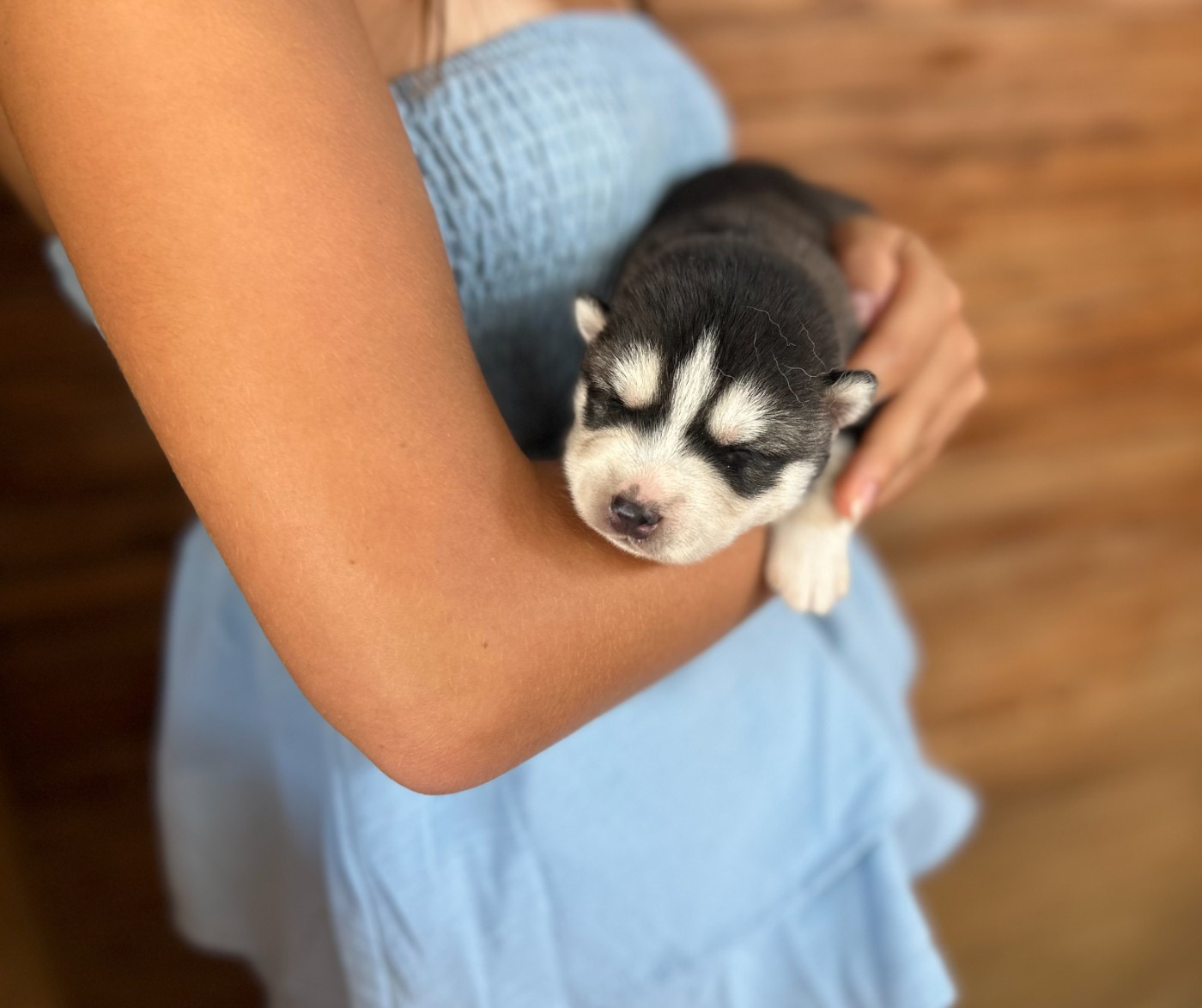 Du domaine pacifique - Chiots disponibles - Siberian Husky