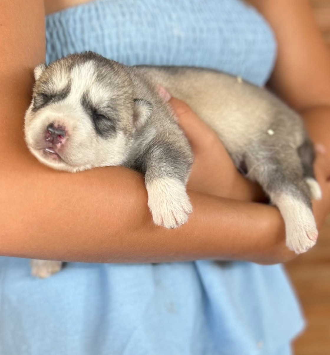 Du domaine pacifique - Chiots disponibles - Siberian Husky
