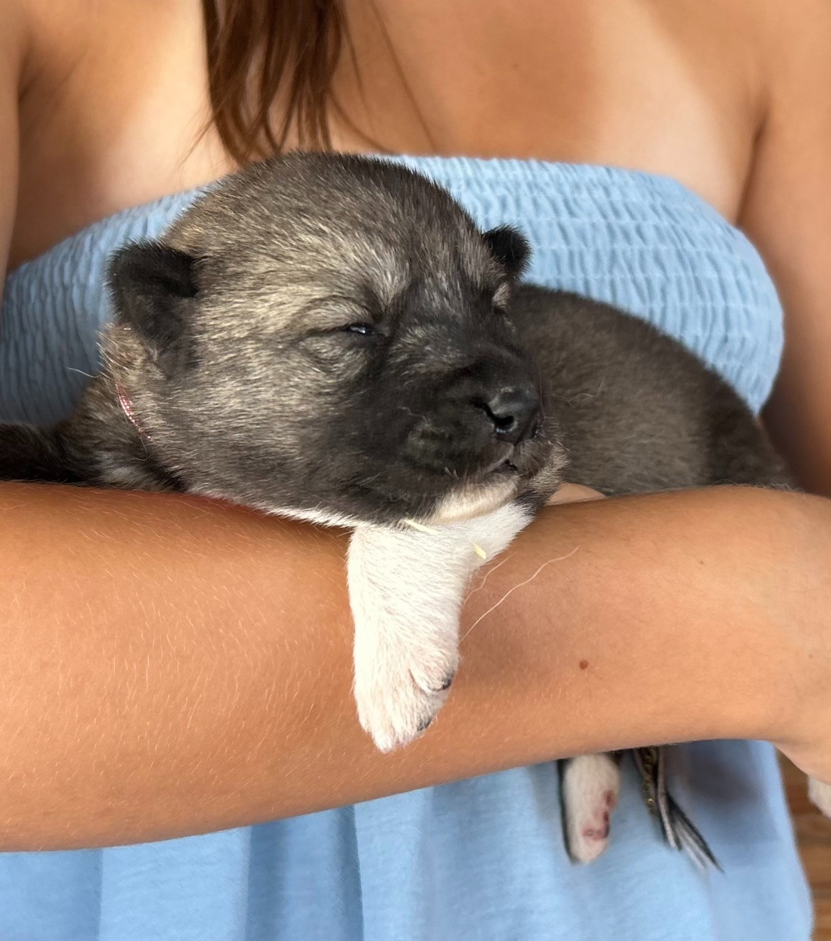 Du domaine pacifique - Chiots disponibles - Siberian Husky