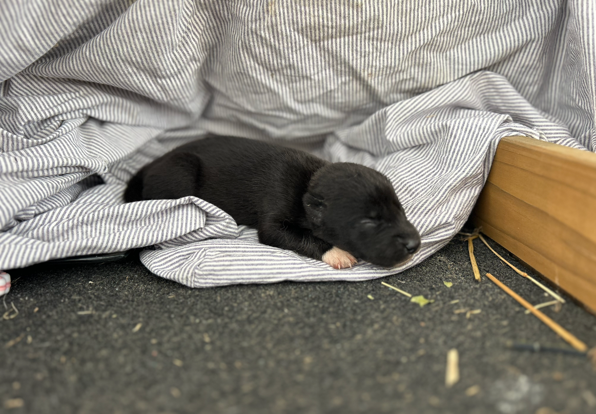 Du domaine pacifique - Chiots disponibles - Siberian Husky