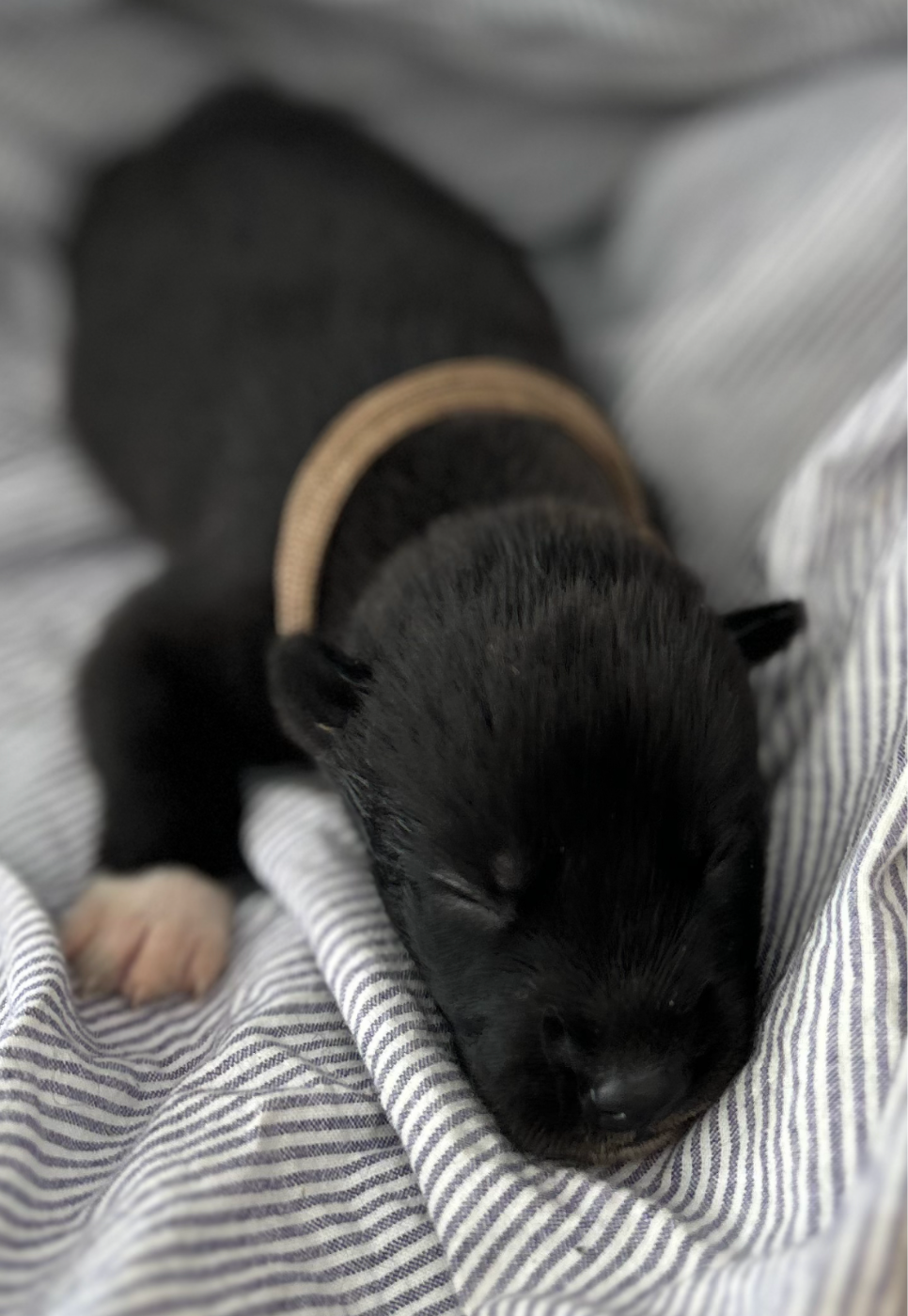 Du domaine pacifique - Chiots disponibles - Siberian Husky