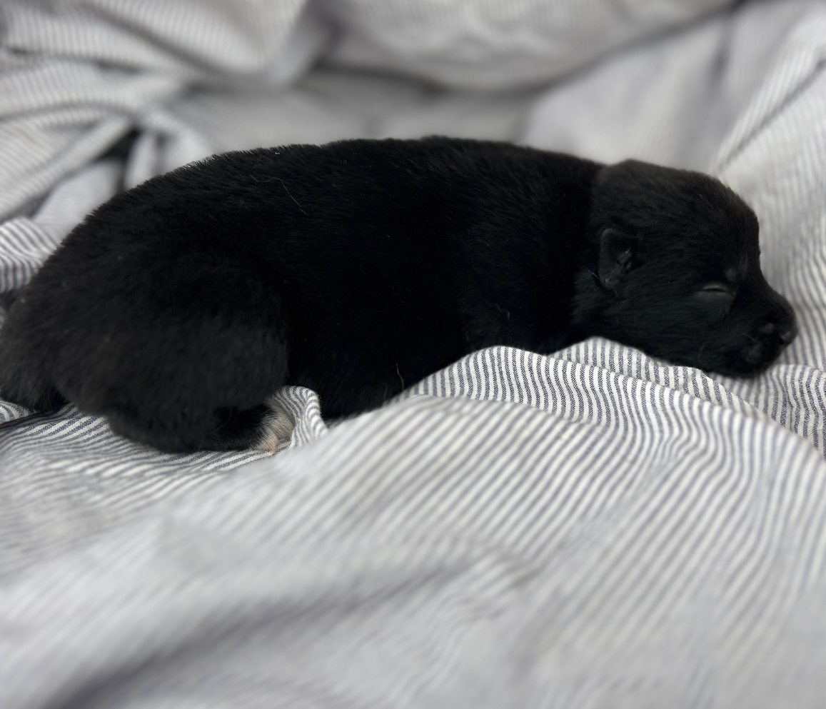 Du domaine pacifique - Chiots disponibles - Siberian Husky