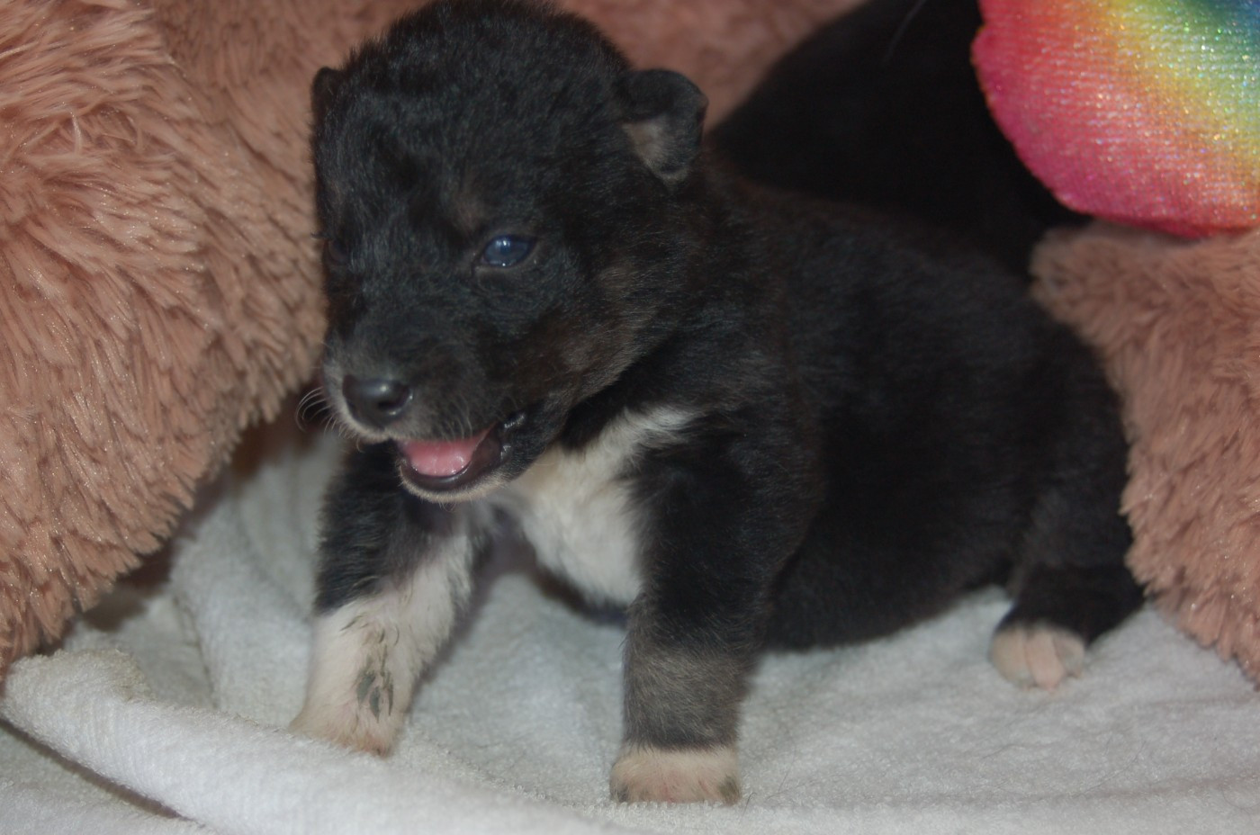 Du domaine pacifique - Chiots disponibles - Siberian Husky