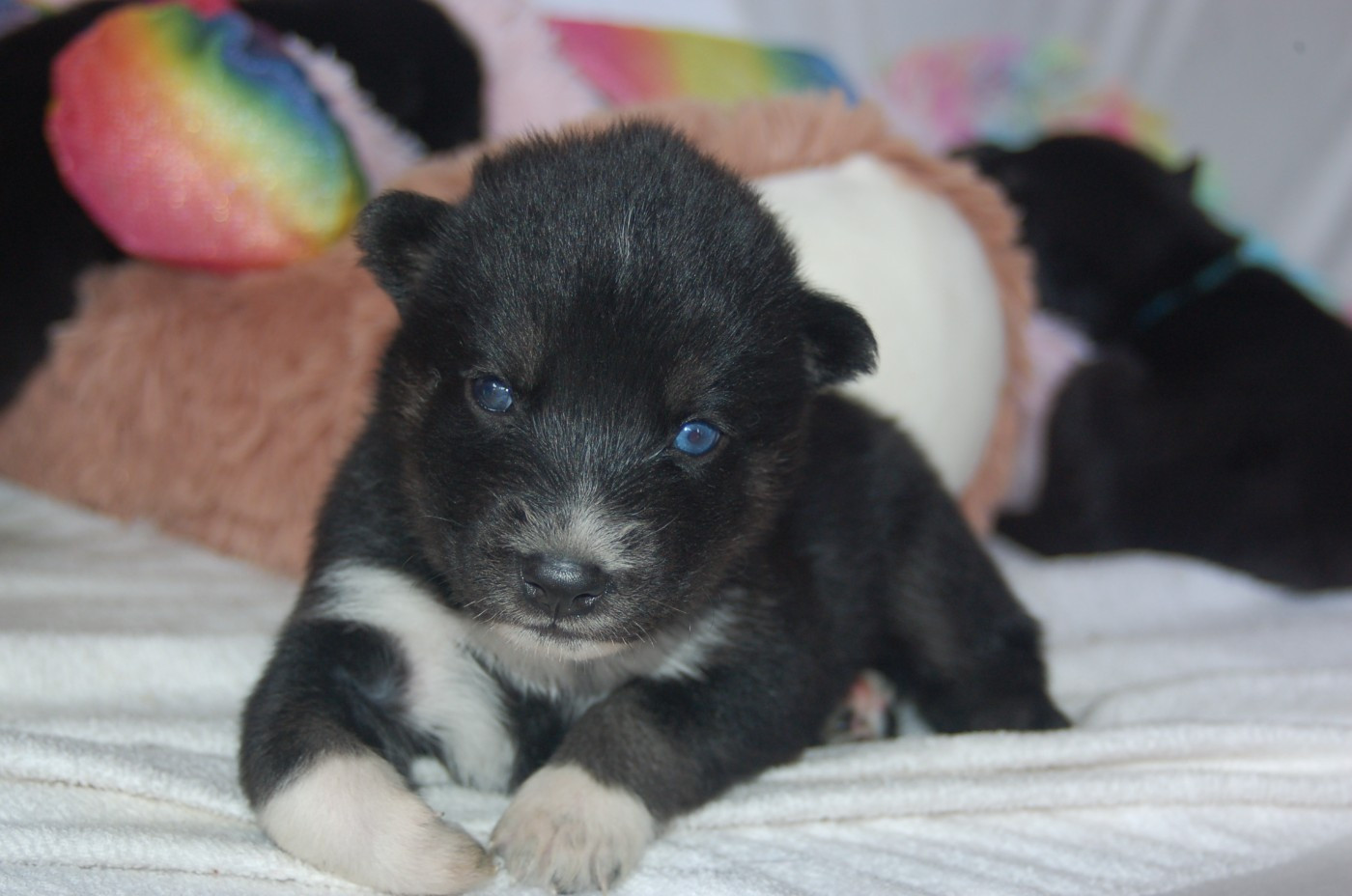 Du domaine pacifique - Chiots disponibles - Siberian Husky