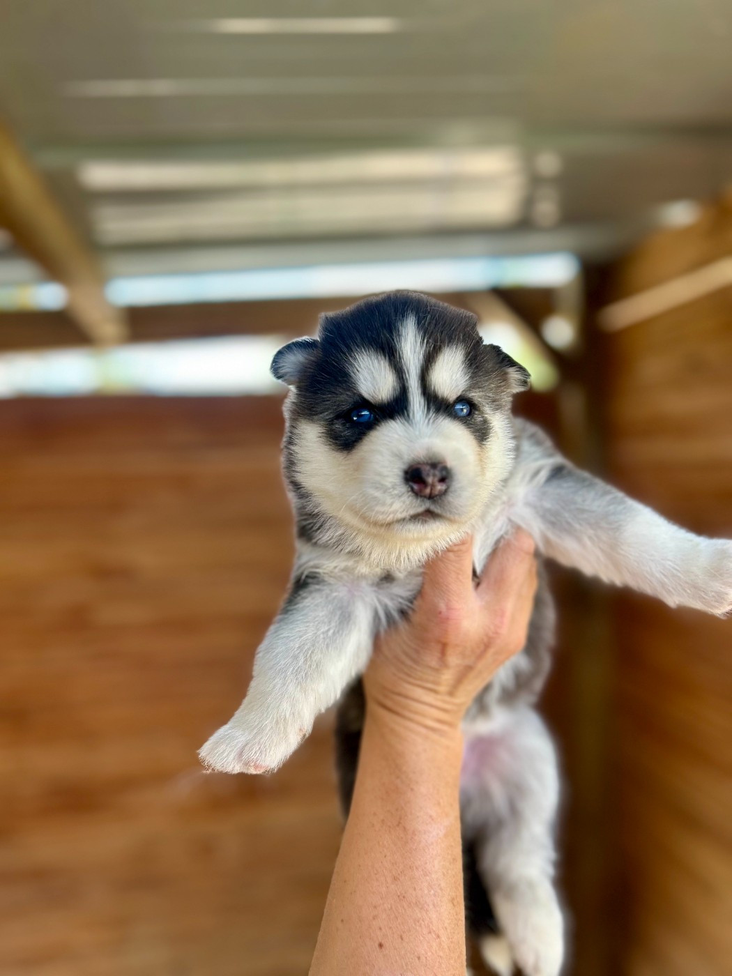 Du domaine pacifique - Chiots disponibles - Siberian Husky