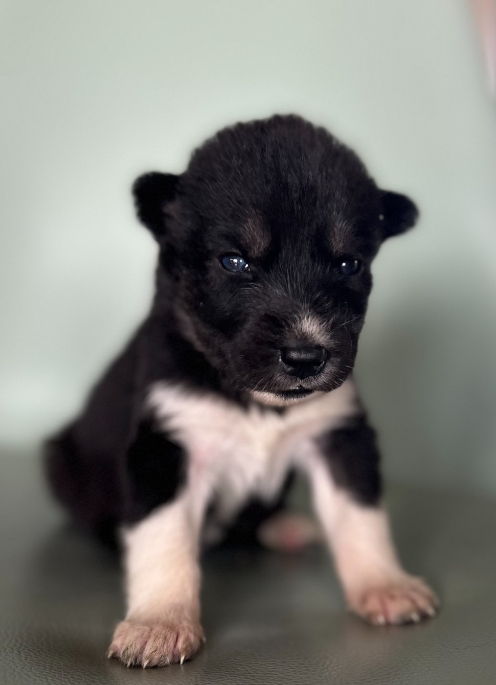 Du domaine pacifique - Chiots disponibles - Siberian Husky
