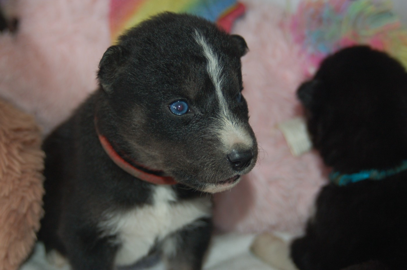 Du domaine pacifique - Chiots disponibles - Siberian Husky