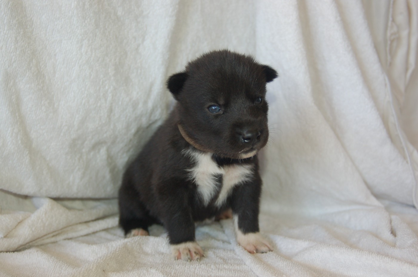 Du domaine pacifique - Chiots disponibles - Siberian Husky
