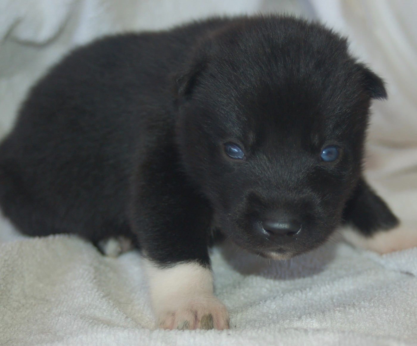 Du domaine pacifique - Chiots disponibles - Siberian Husky